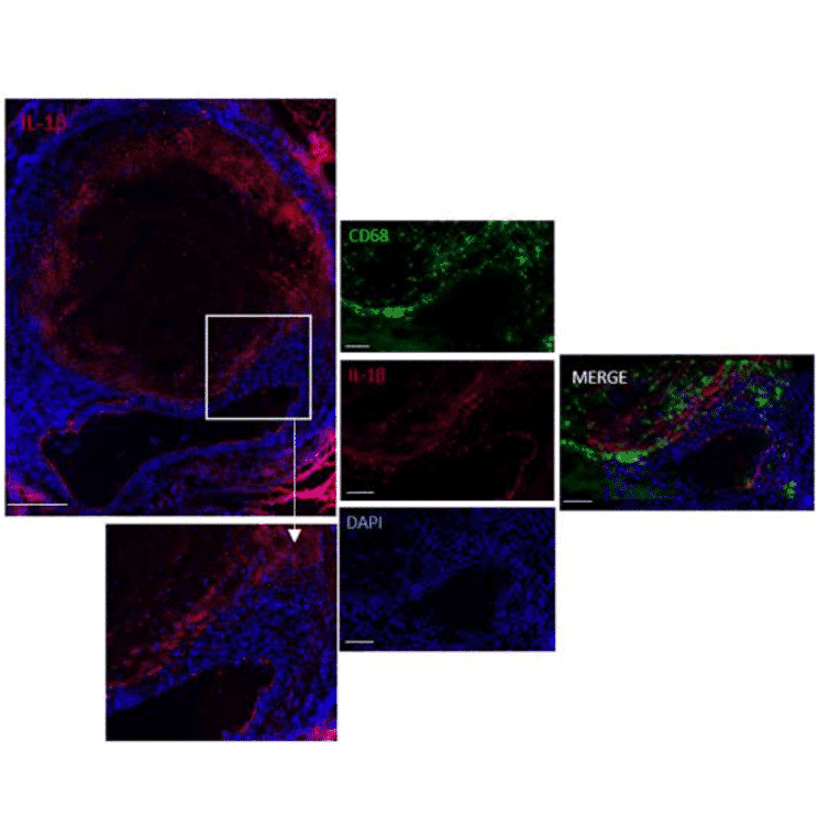 Immunofluorescnece - Anti-CD68 Antibody - Antibodies.com