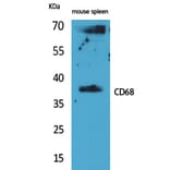 Western Blot - Anti-CD68 Antibody (C30188) - Antibodies.com