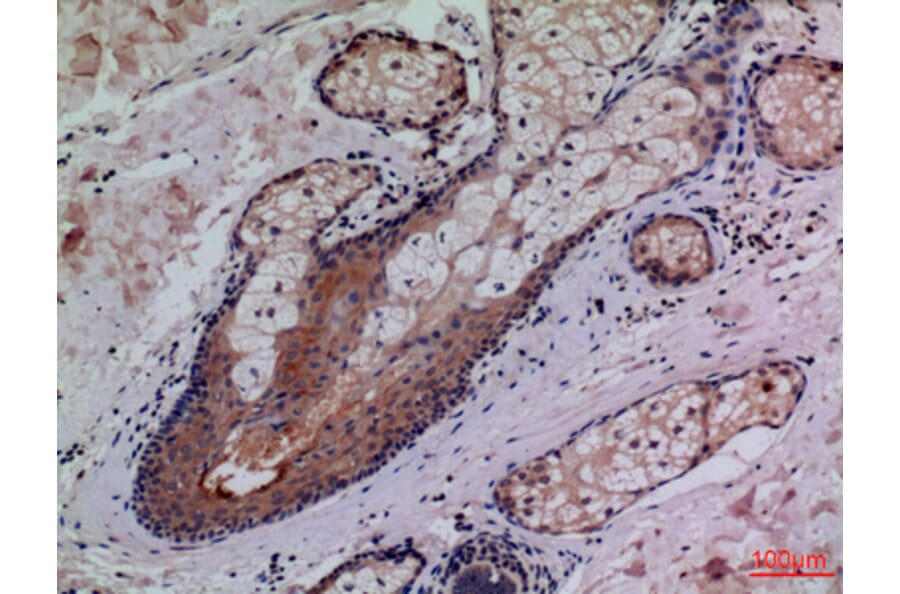 Immunohistochemistry - Anti-CD68 Antibody (C30188) - Antibodies.com