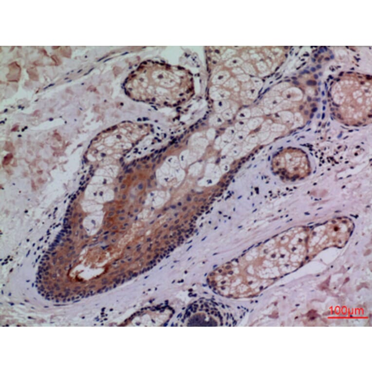 Immunohistochemistry - Anti-CD68 Antibody (C30188) - Antibodies.com