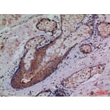Immunohistochemistry - Anti-CD68 Antibody (C30188) - Antibodies.com