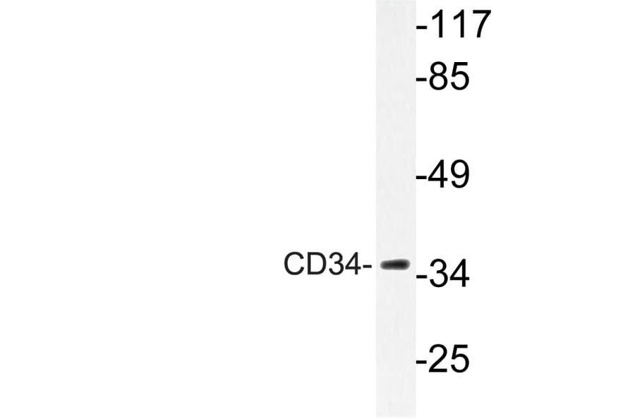 Western Blot - Anti-CD34 Antibody (R12-2075) - Antibodies.com
