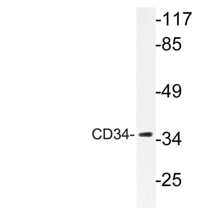 Western Blot - Anti-CD34 Antibody (R12-2075) - Antibodies.com