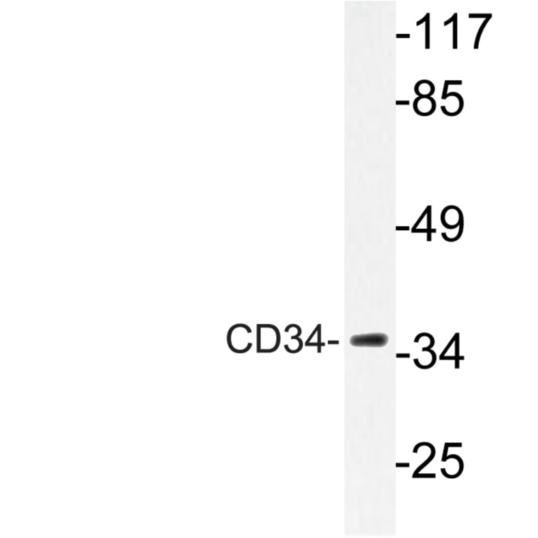 Western Blot - Anti-CD34 Antibody (R12-2075) - Antibodies.com