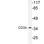 Western Blot - Anti-CD34 Antibody (R12-2075) - Antibodies.com