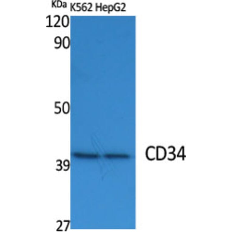 Western Blot - Anti-CD34 Antibody (R12-2075) - Antibodies.com