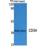 Western Blot - Anti-CD34 Antibody (R12-2075) - Antibodies.com