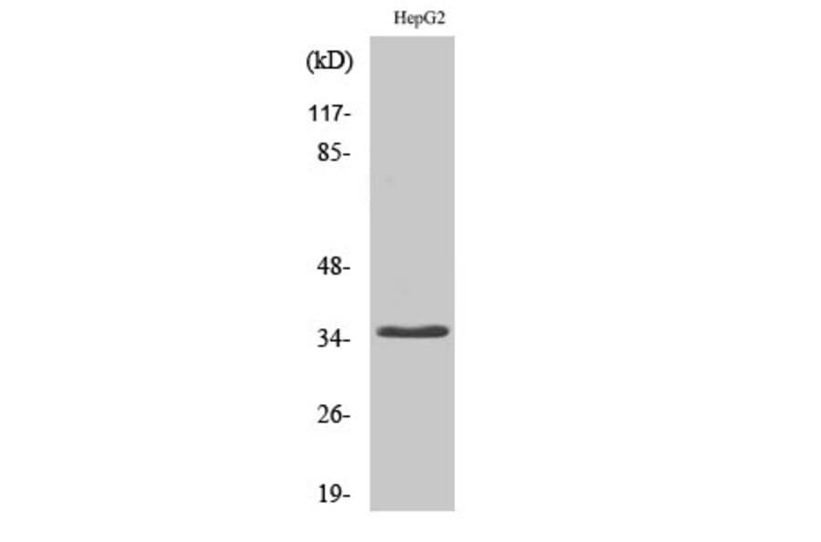 Western Blot - Anti-CD34 Antibody (R12-2075) - Antibodies.com