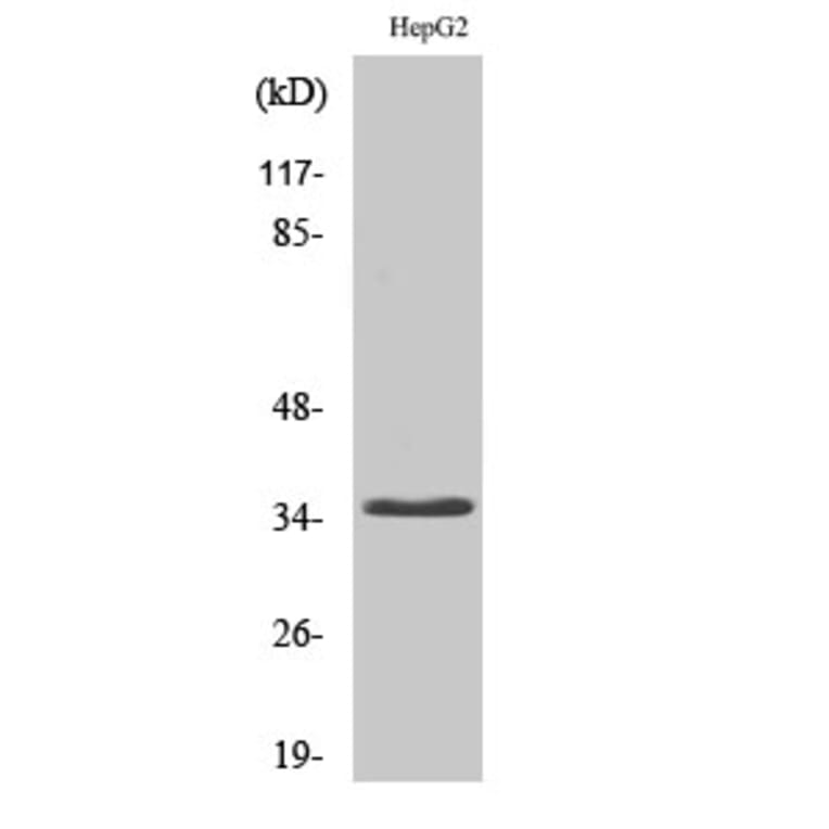 Western Blot - Anti-CD34 Antibody (R12-2075) - Antibodies.com