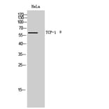 Western Blot - Anti-CCT8 Antibody (C19087) - Antibodies.com