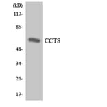 Western Blot - Anti-CCT8 Antibody (R12-2583) - Antibodies.com