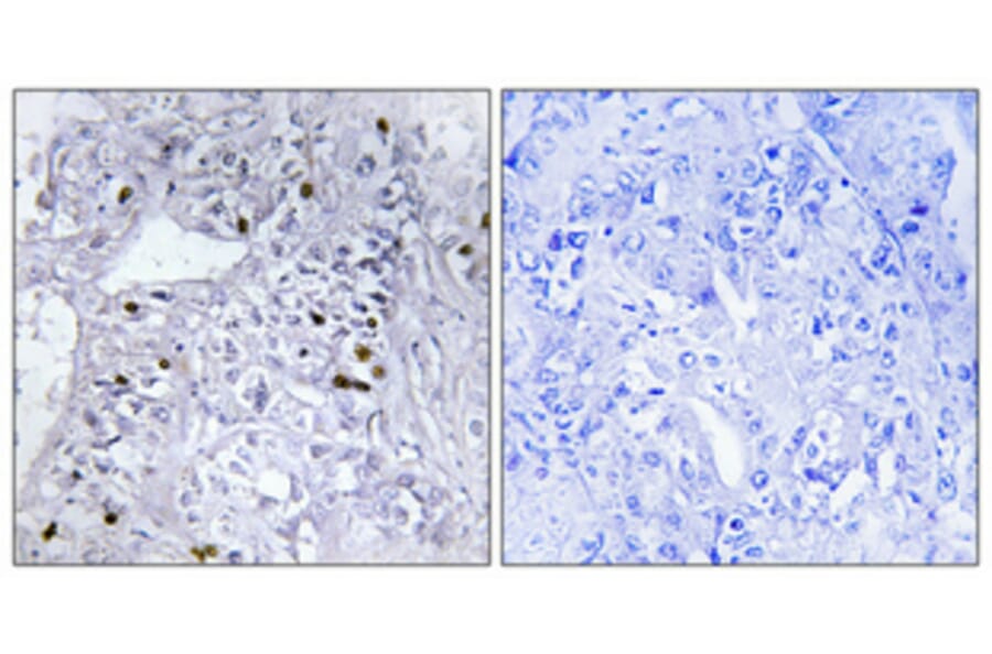 Immunohistochemistry - Anti-CBX5 Antibody (C10620) - Antibodies.com