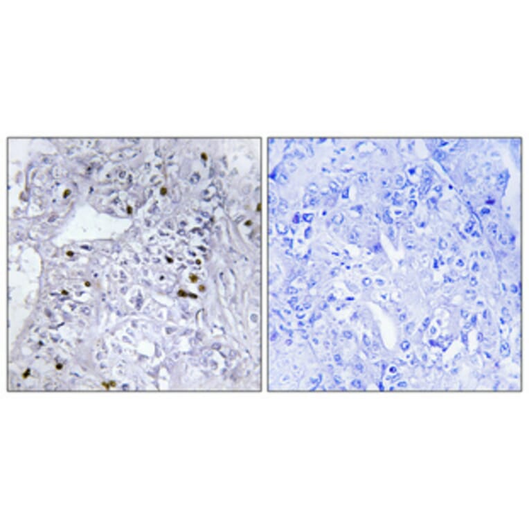Immunohistochemistry - Anti-CBX5 Antibody (C10620) - Antibodies.com
