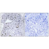 Immunohistochemistry - Anti-CBX5 Antibody (C10620) - Antibodies.com
