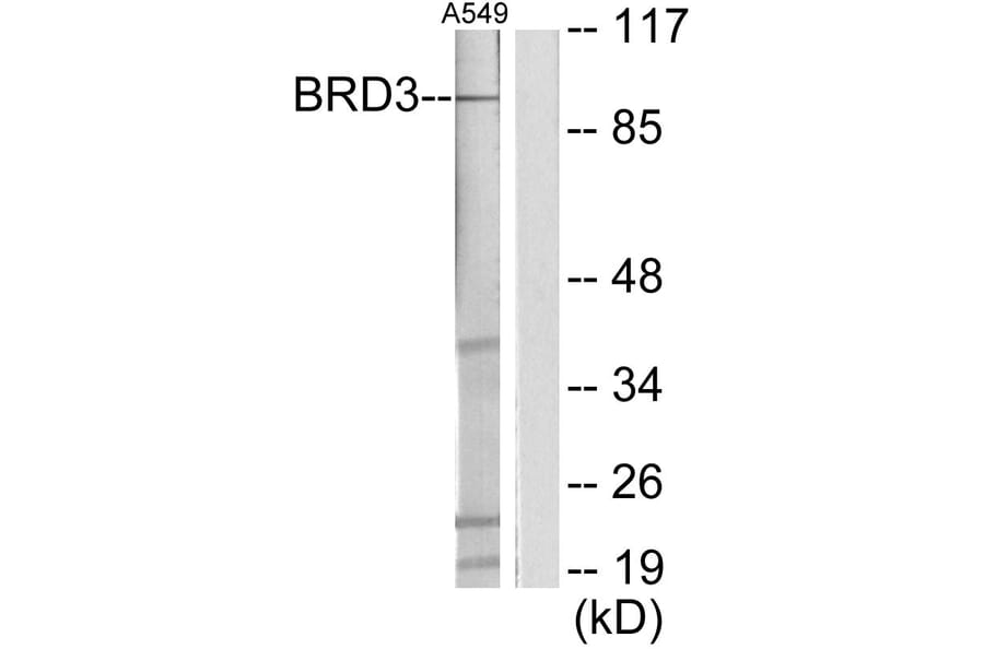 Western Blot - Anti-BRD3 Antibody (C11064) - Antibodies.com