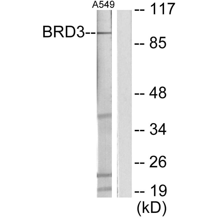 Western Blot - Anti-BRD3 Antibody (C11064) - Antibodies.com