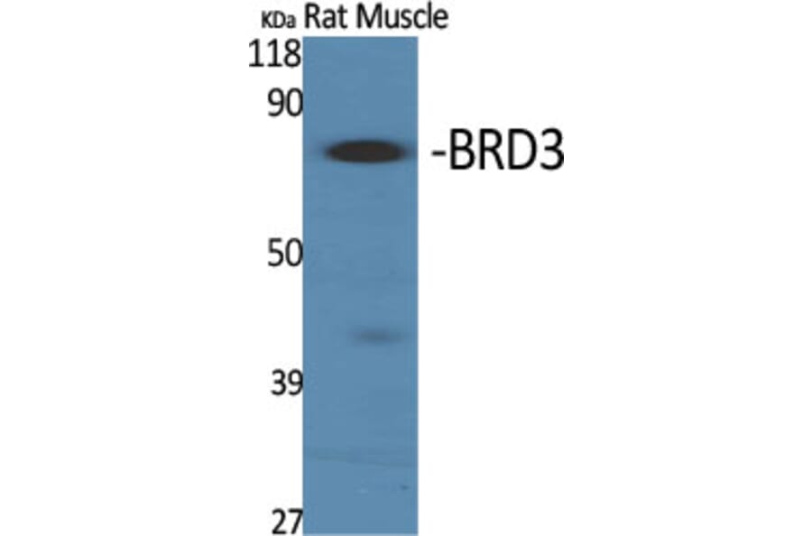 Western Blot - Anti-BRD3 Antibody (C11064) - Antibodies.com