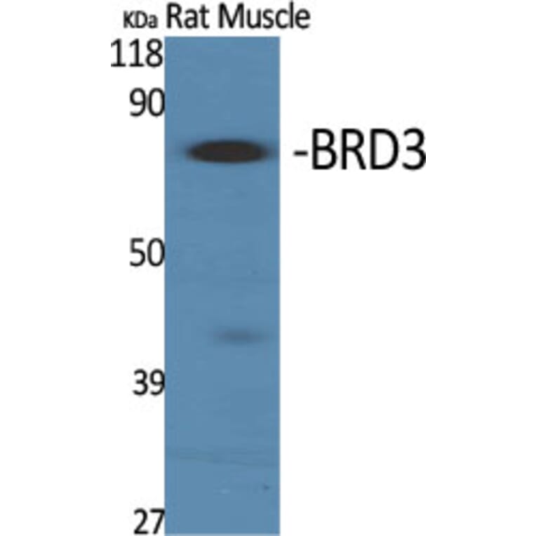 Western Blot - Anti-BRD3 Antibody (C11064) - Antibodies.com