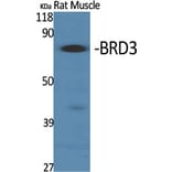 Western Blot - Anti-BRD3 Antibody (C11064) - Antibodies.com