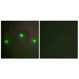 Immunofluorescence - Anti-ATRX Antibody (C10627) - Antibodies.com