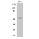 Western Blot - Anti-ATF7 Antibody (C10409) - Antibodies.com