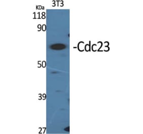 Western Blot - Anti-APC8 Antibody (C12818) - Antibodies.com
