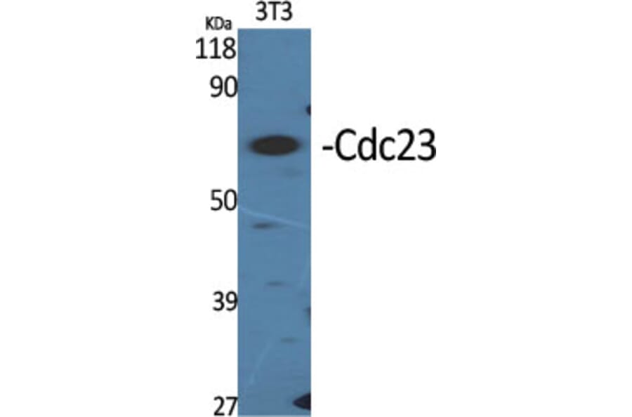 Western Blot - Anti-APC8 Antibody (C12818) - Antibodies.com