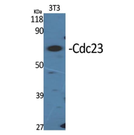 Western Blot - Anti-APC8 Antibody (C12818) - Antibodies.com