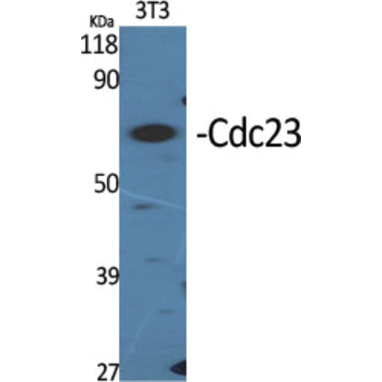 Western Blot - Anti-APC8 Antibody (C12818) - Antibodies.com
