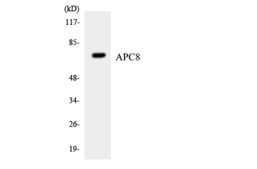 Western Blot - Anti-APC8 Antibody (R12-2493) - Antibodies.com