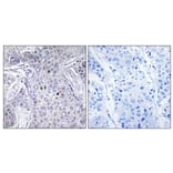 Immunohistochemistry - Anti-AF10 Antibody (C10737) - Antibodies.com