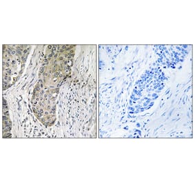 Immunohistochemistry - Anti-QSK Antibody (C18604) - Antibodies.com