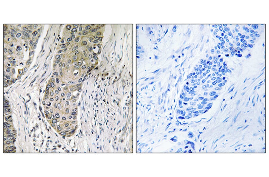Immunohistochemistry - Anti-QSK Antibody (C18604) - Antibodies.com