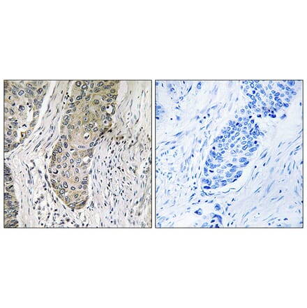 Immunohistochemistry - Anti-QSK Antibody (C18604) - Antibodies.com
