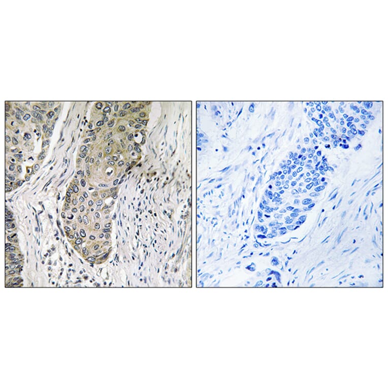 Immunohistochemistry - Anti-QSK Antibody (C18604) - Antibodies.com