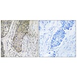 Immunohistochemistry - Anti-QSK Antibody (C18604) - Antibodies.com