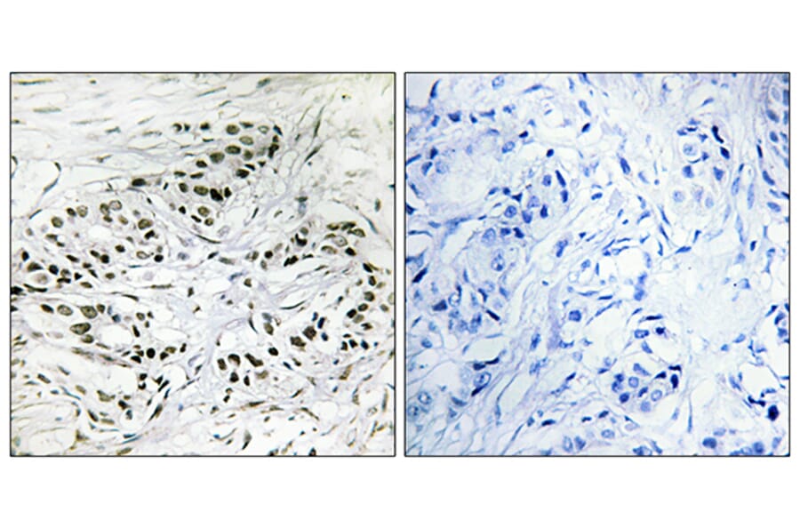 Immunohistochemistry - Anti-ERF Antibody (C10666) - Antibodies.com
