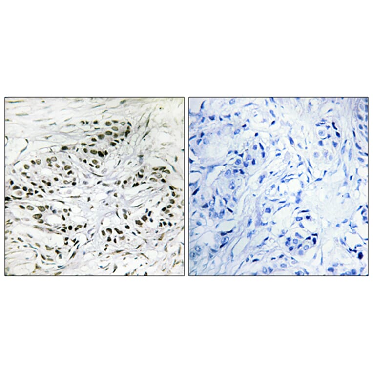 Immunohistochemistry - Anti-ERF Antibody (C10666) - Antibodies.com