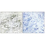 Immunohistochemistry - Anti-ERF Antibody (C10666) - Antibodies.com