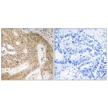 Immunohistochemistry - Anti-DAP Antibody (C12326) - Antibodies.com
