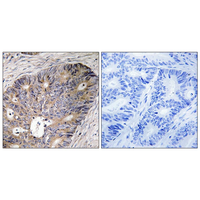 Immunohistochemistry - Anti-CAD Antibody (B8308) - Antibodies.com