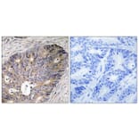 Immunohistochemistry - Anti-CAD Antibody (B8308) - Antibodies.com