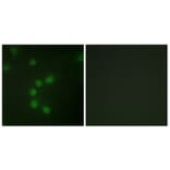 Immunofluorescence - Anti-Telomerase Antibody (B1182) - Antibodies.com