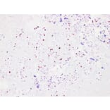 Immunohistochemistry - Anti-p57kip2 Antibody (V0106) - Antibodies.com