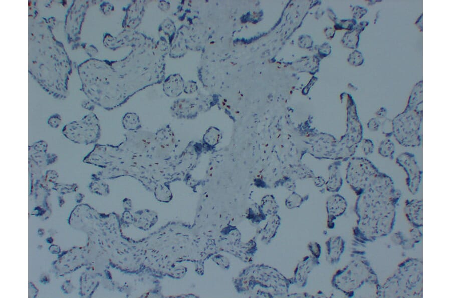 Immunohistochemistry - Anti-p57kip2 Antibody (V0106) - Antibodies.com