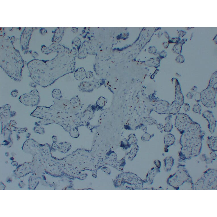 Immunohistochemistry - Anti-p57kip2 Antibody (V0106) - Antibodies.com