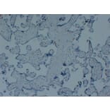 Immunohistochemistry - Anti-p57kip2 Antibody (V0106) - Antibodies.com