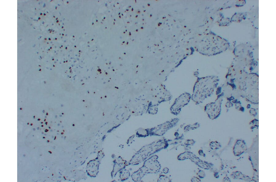 Immunohistochemistry - Anti-p57kip2 Antibody (V0106) - Antibodies.com