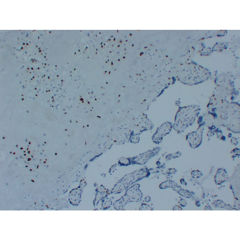 Immunohistochemistry - Anti-p57kip2 Antibody (V0106) - Antibodies.com