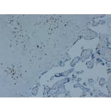 Immunohistochemistry - Anti-p57kip2 Antibody (V0106) - Antibodies.com